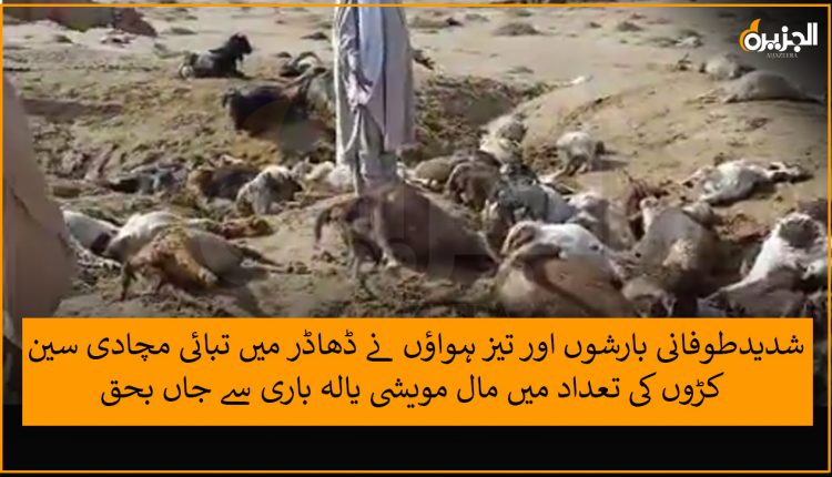 شدیدطوفانی بارشوں اور تیز ہواؤں نے ڈھاڈر میں تبائی