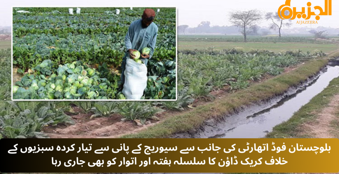 بلوچستان فوڈ اتھارٹی کی جانب سے سیوریج کے پانی سے نیو سبزل روڈ میں مزید 70 ایکڑ سے زائد اراضی پر کاشت کردہ مضر صحت خوردنی فصلیں تلف کردی گئیں