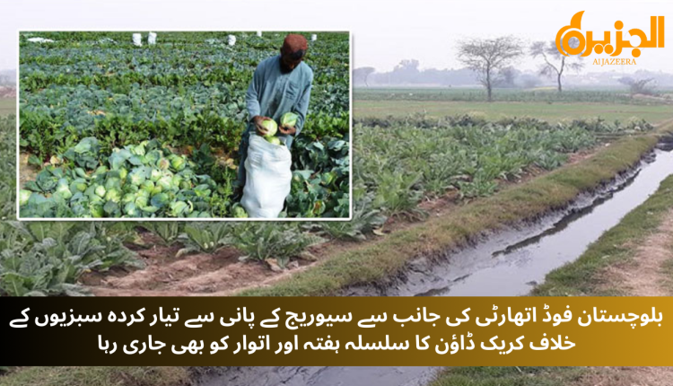 بلوچستان فوڈ اتھارٹی کی جانب سے سیوریج کے پانی سے نیو سبزل روڈ میں مزید 70 ایکڑ سے زائد اراضی پر کاشت کردہ مضر صحت خوردنی فصلیں تلف کردی گئیں